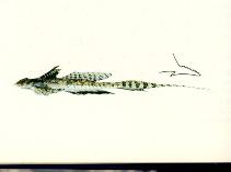 Image of Callionymus superbus (Proud dragonet)