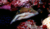 Image of Canthigaster supramacula (West African sharpnose-puffer)