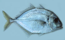 To FishBase images (<i>Carangoides talamparoides</i>, by Gloerfelt-Tarp, T.)