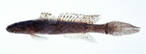 To FishBase images (<i>Callogobius tanegasimae</i>, Japan, by Suzuki, T.)