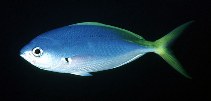 To FishBase images (<i>Caesio teres</i>, American Samoa, by Randall, J.E.)