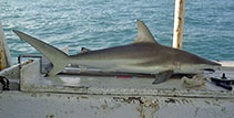 To FishBase images (<i>Carcharhinus tilstoni</i>, by McAuley, R.)