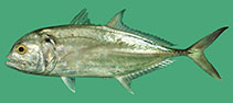 To FishBase images (<i>Caranx tille</i>, Sri Lanka, by Randall, J.E.)