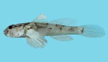 To FishBase images (<i>Cabillus tongarevae</i>, Palau, by Winterbottom, R.)