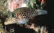 To FishBase images (<i>Canthigaster tyleri</i>, Maldives, by Randall, J.E.)