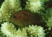 Image of Caracanthus typicus (Hawaiian orbicular velvetfish)