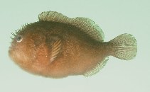 To FishBase images (<i>Caracanthus unipinna</i>, Japan, by Randall, J.E.)