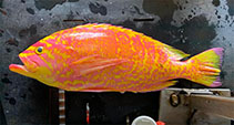 To FishBase images (<i>Caprodon unicolor</i>, Hawaii, by Akau, J.)