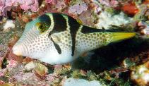 To FishBase images (<i>Canthigaster valentini</i>, Philippines, by Wilkie, M.)