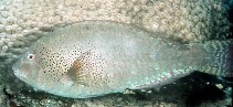To FishBase images (<i>Calotomus viridescens</i>, by Randall, J.E.)