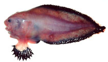 To FishBase images (<i>Careproctus zachirus</i>, by Orlov, A.)