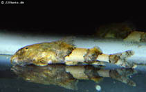 To FishBase images (<i>Caelatoglanis zonatus</i>, by JJPhoto)