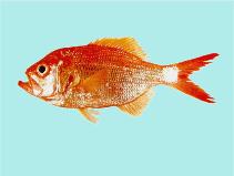 Image of Centroberyx affinis (Redfish)