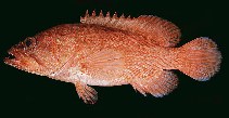 To FishBase images (<i>Cephalopholis aitha</i>, Papua New Guinea, by Randall, J.E.)