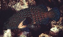 To FishBase images (<i>Cephalopholis argus</i>, by Randall, J.E.)