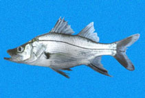 To FishBase images (<i>Centropomus armatus</i>, Panama, by Robertson, R.)