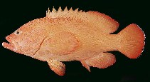 To FishBase images (<i>Cephalopholis aurantia</i>, Mauritius, by Randall, J.E.)