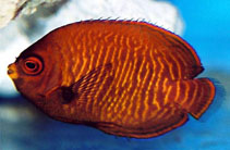 To FishBase images (<i>Centropyge aurantia</i>, by Tanaka, H.)