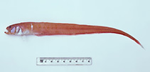 To FishBase images (<i>Cepola australis</i>, Australia, by Graham, K.)