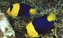 To FishBase images (<i>Centropyge bicolor</i>, Papua New Guinea, by Randall, J.E.)