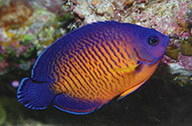 To FishBase images (<i>Centropyge bispinosa</i>, Fiji, by Allen, G.R.)