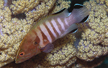To FishBase images (<i>Cephalopholis boenak</i>, Papua New Guinea, by Allen, G.R.)