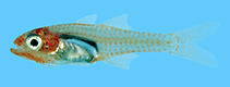 To FishBase images (<i>Cercamia cladara</i>, French Polynesia, by Winterbottom, R.)