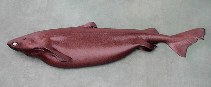 Image of Centroscymnus coelolepis (Portuguese dogfish)