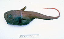 To FishBase images (<i>Cetonurus crassiceps</i>, Australia, by Graham, K.)