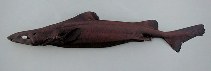 Image of Centroselachus crepidater (Longnose velvet dogfish)