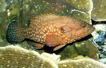 To FishBase images (<i>Cephalopholis cyanostigma</i>, Papua New Guinea, by Patzner, R.)