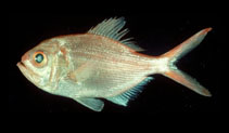 To FishBase images (<i>Centroberyx druzhinini</i>, by National Museum of Marine Science and Technology, Taiwan)