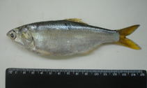 To FishBase images (<i>Cetengraulis edentulus</i>, Brazil, by Vaske Jr., T.)