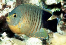 To FishBase images (<i>Centropyge eibli</i>, Indonesia, by Randall, J.E.)