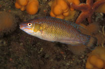 To FishBase images (<i>Centrolabrus exoletus</i>, Sweden, by Salesjö, A.)