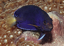 To FishBase images (<i>Centropyge fisheri</i>, Palau, by Allen, G.R.)