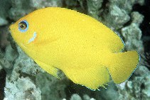 To FishBase images (<i>Centropyge flavissimus</i>, Tahiti, by Randall, J.E.)