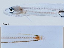 To FishBase images (<i>Cerdale floridana</i>, Belize, by Smith, D.G.)