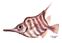 To FishBase images (<i>Centriscops humerosus</i>, Brazil, by Fischer, L.G.)