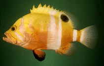 To FishBase images (<i>Cephalopholis igarashiensis</i>, Ryukyu Is., by Randall, J.E.)