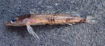 To FishBase images (<i>Centrodraco insolitus</i>, by CSIRO)