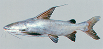 To FishBase images (<i>Hemipimelodus jatius</i>, Myanmar, by Vidthayanon, C.)