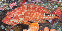 To FishBase images (<i>Cephalopholis leopardus</i>, Maldives, by Greenfield, J.)
