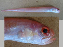 To FishBase images (<i>Cepola macrophthalma</i>, Italy, by Cruscanti, M.)