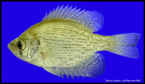 To FishBase images (<i>Centrarchus macropterus</i>, USA, by Thomas, C.)