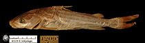 To FishBase images (<i>Cephalocassis manillensis</i>, Philippines, by MNHN)