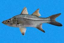To FishBase images (<i>Centropomus medius</i>, Panama, by Robertson, R.)