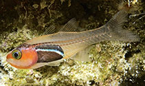 To FishBase images (<i>Cercamia melanogaster</i>, Indonesia, by Erdmann, M.V.)