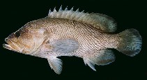 To FishBase images (<i>Cephalopholis microprion</i>, Australia, by Randall, J.E.)