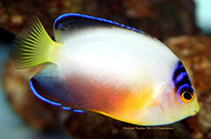 To FishBase images (<i>Centropyge multicolor</i>, by Tanaka, H.)